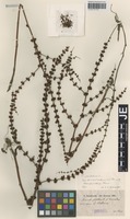 Syntype of Rumex pulcher L. variety microdon Hausskn. [family POLYGONACEAE]