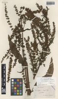 Lectotype of Rumex sagorskii Hausskn. [family POLYGONACEAE]