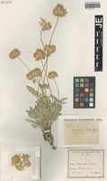 Isotype of Gomphrena trollii Suess. [family AMARANTHACEAE]