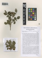 Syntype of Rosa granensis Kmet ex Heinr. Braun [family ROSACEAE]
