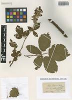 Type? of Rubus silesiacus Weihe [family ROSACEAE]