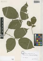 Syntype of Rubus pedemontanus Pinkw. [family ROSACEAE]