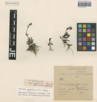 Isotype of Veronica gentianoides Vahl variety alpina Hausskn. ex Öztürk & M. A. Fisch. [family SCROPHULARIACEAE]