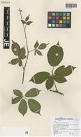 Isotype of Rubus tauni Schnedler & H. Grossh. [family ROSACEAE]