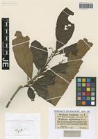 Isotype of Wallenia myrianthos Rchb. ex Weigelt [family MYRSINACEAE]