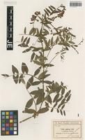 Isotype of Vicia amoena Fisch. ex Ser. _unranked oblonga Freyn [family FABACEAE]