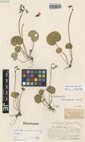 Holotype of Soldanella stiriaca F. K. Mey. [family PRIMULACEAE]