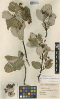 Lectotype of Sorbus luristanica (Bornm.) Schönb.-Tem. [family ROSACEAE]