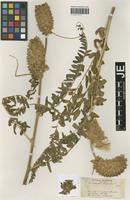 Syntype of Astragalus alopecuroides L. forma gallicus Pamp. [family FABACEAE]