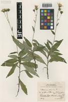 Syntype of Hieracium sabaudum L. variety sublactucaceifrons Bornm. & Zahn [family ASTERACEAE]