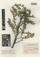 Syntype of Carlina acaulis L. forma eckartsbergensis Bornm. [family ASTERACEAE]
