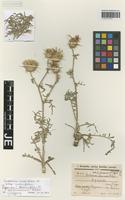 Isotype of Centaurea thrinciifolia DC. variety incanescens Bornm. [family ASTERACEAE]