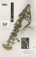 Holotype of Achillea nobilis L. variety major Bässler [family ASTERACEAE]