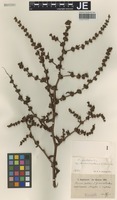 Syntype of Rumex pulcher L. variety microdon Hausskn. [family POLYGONACEAE]