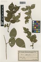 Original material of Rubus guentheri Weihe & Nees forma pruinosus Utsch [family ROSACEAE]