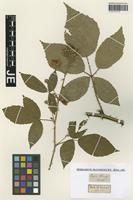 Type? of Rubus radula Weihe [family ROSACEAE]