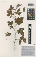 Original material of Rubus longipetiolatus Hülsen [family ROSACEAE]