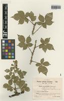 Syntype of Rubus pyramidalis Kaltenb. variety sitiens H. Hofm. ex Sudre [family ROSACEAE]
