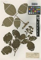 Type? of Rubus platyphyllos Weihe ex Echterling [family ROSACEAE]
