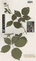 Syntype of Rubus winteri (P. J. Müll. ex Focke) Foerster [family ROSACEAE]