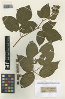 Type? of Rubus macrophyllus Weihe & Nees [family ROSACEAE]