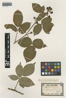 Isotype of Rubus radula Weihe variety nobilis Holuby [family ROSACEAE]