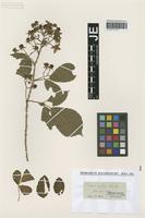 Type? of Rubus rudis Weihe & Nees [family ROSACEAE]