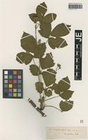 Isotype of Rubus camptostachys (G. Braun) G. Braun [family ROSACEAE]