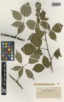 Isotype of Rubus acutifolius G. Braun [family ROSACEAE]