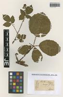 Type? of Rubus rosaceus Weihe & Nees [family ROSACEAE]