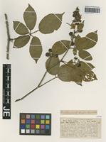 Syntype of Rubus pallidus Weihe & Nees forma apricus G. Braun [family ROSACEAE]