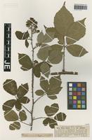 Isotype of Rubus radula Weihe variety robustior G. Braun [family ROSACEAE]