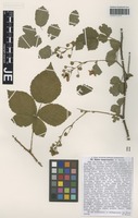 Isotype of Rubus lamprocaulos G. Braun [family ROSACEAE]