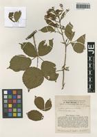 Isotype of Rubus bertramii G. Braun [family ROSACEAE]