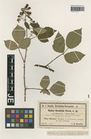 Isotype of Rubus baenitzii Utsch [family ROSACEAE]