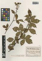 Original material of Rubus sulcatus Vest variety schulzei G. Maass [family ROSACEAE]