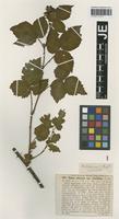 Isotype of Rubus plicatus Weihe & Nees variety latifolius G. Braun [family ROSACEAE]