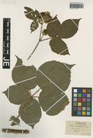 Type? of Rubus ferocior H. E. Weber [family ROSACEAE]