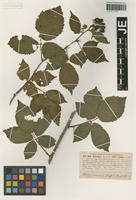Syntype of Rubus silvaticus Weihe & Nees forma balticus G. Braun [family ROSACEAE]