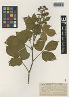 Syntype of Rubus silvaticus Weihe & Nees forma ambiguus G. Braun [family ROSACEAE]