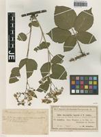 Isotype of Rubus chaerophyllus Sagorski & W. Schultze [family ROSACEAE]