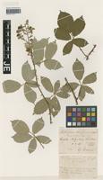 Syntype of Rubus platyacanthus Utsch ex P. Demandt [family ROSACEAE]