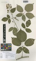 Holotype of Rubus silvae-thuringiae W. Jansen [family ROSACEAE]