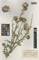 Syntype of Carduus puechii H. J. Coste [family ASTERACEAE]