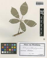 Syntype of Rubus platyacanthus Utsch ex P. Demandt [family ROSACEAE]