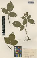 Paratype of Rubus exarmatus H. E. Weber & W. Jansen [family ROSACEAE]