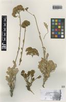 Isotype of Pyrethrum leucophyllum Boiss. & Hausskn. [family ASTERACEAE]