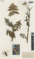 Syntype of Sonchus oleraceus L. forma glandulosus Bornm. [family ASTERACEAE]