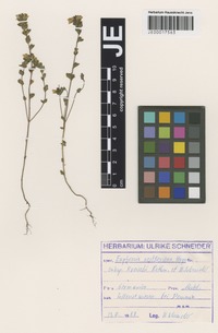 Original material of Euphrasia rostkoviana Hayne subspecies kreiselii Rothm. & U. Schneid. [family SCROPHULARIACEAE]