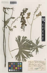 Type? of Aconitum fallacinum Błocki [family RANUNCULACEAE]